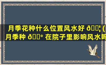 月季花种什么位置风水好 🐦 (月季种 💮 在院子里影响风水吗)